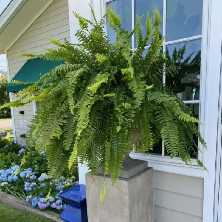 【𝐎𝐟𝐟𝐢𝐜𝐢𝐚𝐥 𝐔𝐒 𝐒𝐭𝐨𝐫𝐞】🏡🌿 𝐀𝐫𝐭𝐢𝐟𝐢𝐜𝐢𝐚𝐥 𝐁𝐨𝐬𝐭𝐨𝐧 𝐅𝐞𝐫𝐧 · 𝐔𝐕-𝐑𝐞𝐬𝐢𝐬𝐭𝐚𝐧𝐭 𝐋𝐢𝐟𝐞𝐥𝐢𝐤𝐞 𝐅𝐚𝐮𝐱 𝐏𝐥𝐚𝐧𝐭 · 🌱𝐅𝐮𝐥𝐥 & 𝐍𝐚𝐭𝐮𝐫𝐚𝐥 𝐆𝐫𝐞𝐞𝐧𝐞𝐫𝐲 𝐟𝐨𝐫 𝐈𝐧𝐝𝐨𝐨𝐫 & 𝐎𝐮𝐭𝐝𝐨𝐨𝐫 𝐃𝐞𝐜𝐨𝐫 - Image 12