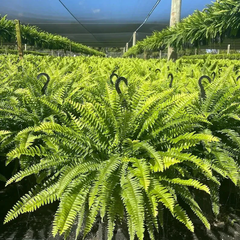 【𝐎𝐟𝐟𝐢𝐜𝐢𝐚𝐥 𝐔𝐒 𝐒𝐭𝐨𝐫𝐞】🏡🌿 𝐀𝐫𝐭𝐢𝐟𝐢𝐜𝐢𝐚𝐥 𝐁𝐨𝐬𝐭𝐨𝐧 𝐅𝐞𝐫𝐧 · 𝐔𝐕-𝐑𝐞𝐬𝐢𝐬𝐭𝐚𝐧𝐭 𝐋𝐢𝐟𝐞𝐥𝐢𝐤𝐞 𝐅𝐚𝐮𝐱 𝐏𝐥𝐚𝐧𝐭 · 🌱𝐅𝐮𝐥𝐥 & 𝐍𝐚𝐭𝐮𝐫𝐚𝐥 𝐆𝐫𝐞𝐞𝐧𝐞𝐫𝐲 𝐟𝐨𝐫 𝐈𝐧𝐝𝐨𝐨𝐫 & 𝐎𝐮𝐭𝐝𝐨𝐨𝐫 𝐃𝐞𝐜𝐨𝐫 - Image 15
