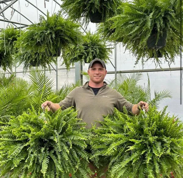 【𝐎𝐟𝐟𝐢𝐜𝐢𝐚𝐥 𝐔𝐒 𝐒𝐭𝐨𝐫𝐞】🏡🌿 𝐀𝐫𝐭𝐢𝐟𝐢𝐜𝐢𝐚𝐥 𝐁𝐨𝐬𝐭𝐨𝐧 𝐅𝐞𝐫𝐧 · 𝐔𝐕-𝐑𝐞𝐬𝐢𝐬𝐭𝐚𝐧𝐭 𝐋𝐢𝐟𝐞𝐥𝐢𝐤𝐞 𝐅𝐚𝐮𝐱 𝐏𝐥𝐚𝐧𝐭 · 🌱𝐅𝐮𝐥𝐥 & 𝐍𝐚𝐭𝐮𝐫𝐚𝐥 𝐆𝐫𝐞𝐞𝐧𝐞𝐫𝐲 𝐟𝐨𝐫 𝐈𝐧𝐝𝐨𝐨𝐫 & 𝐎𝐮𝐭𝐝𝐨𝐨𝐫 𝐃𝐞𝐜𝐨𝐫 - Image 2