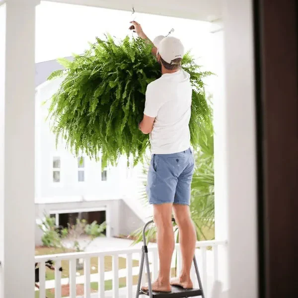 【𝐎𝐟𝐟𝐢𝐜𝐢𝐚𝐥 𝐔𝐒 𝐒𝐭𝐨𝐫𝐞】🏡🌿 𝐀𝐫𝐭𝐢𝐟𝐢𝐜𝐢𝐚𝐥 𝐁𝐨𝐬𝐭𝐨𝐧 𝐅𝐞𝐫𝐧 · 𝐔𝐕-𝐑𝐞𝐬𝐢𝐬𝐭𝐚𝐧𝐭 𝐋𝐢𝐟𝐞𝐥𝐢𝐤𝐞 𝐅𝐚𝐮𝐱 𝐏𝐥𝐚𝐧𝐭 · 🌱𝐅𝐮𝐥𝐥 & 𝐍𝐚𝐭𝐮𝐫𝐚𝐥 𝐆𝐫𝐞𝐞𝐧𝐞𝐫𝐲 𝐟𝐨𝐫 𝐈𝐧𝐝𝐨𝐨𝐫 & 𝐎𝐮𝐭𝐝𝐨𝐨𝐫 𝐃𝐞𝐜𝐨𝐫 - Image 4
